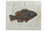 Detailed Fossil Fish (Cockerellites) - Wyoming #292551-1